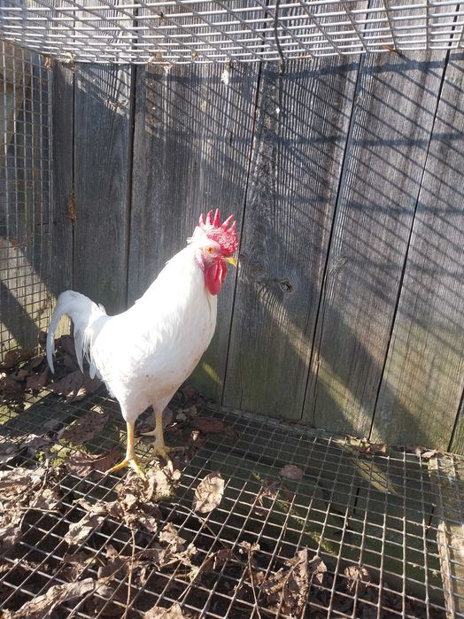 Sprzedam koguty leghorn