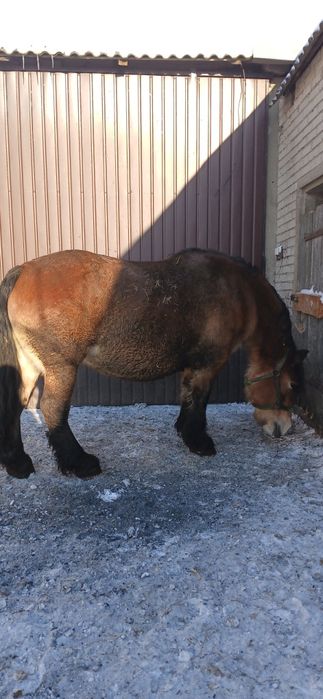 Sprzedam klacz zrebno