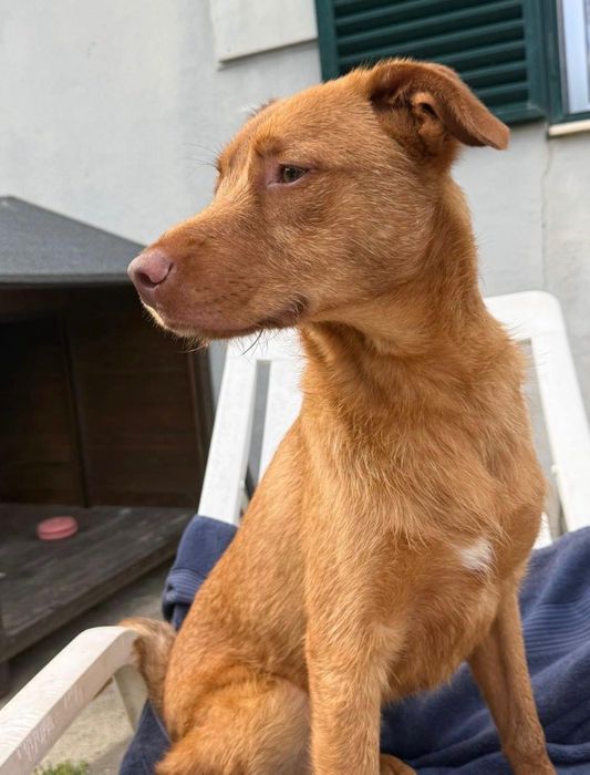 Cão jovem para adoção