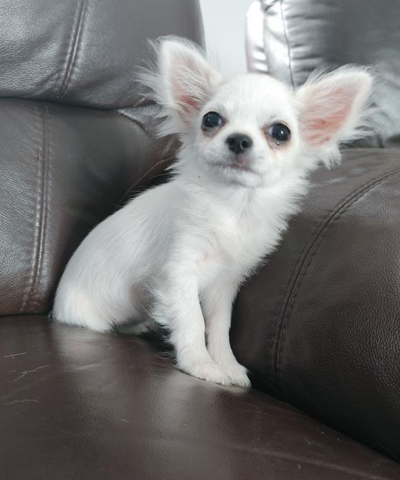 Chihuahua z rodowodem