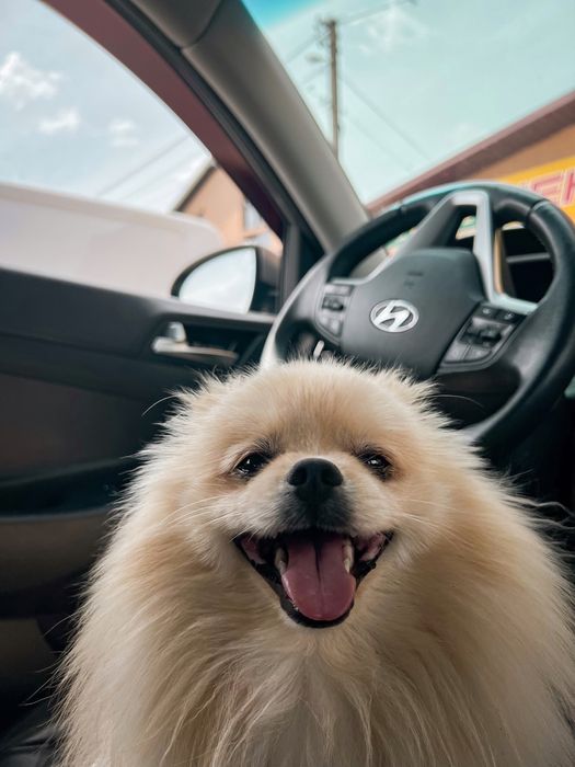 Вязка шпіц , ведмедик