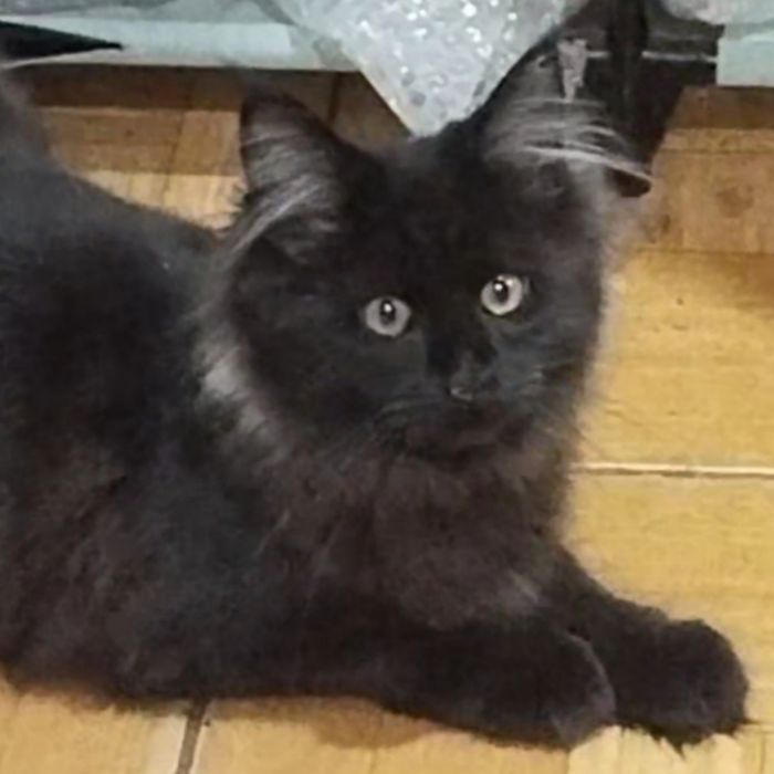 продам девочку мейн-кун черный дым