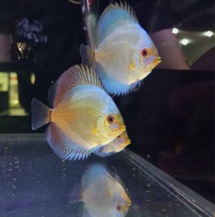 Paletki dyskowce blue diamond