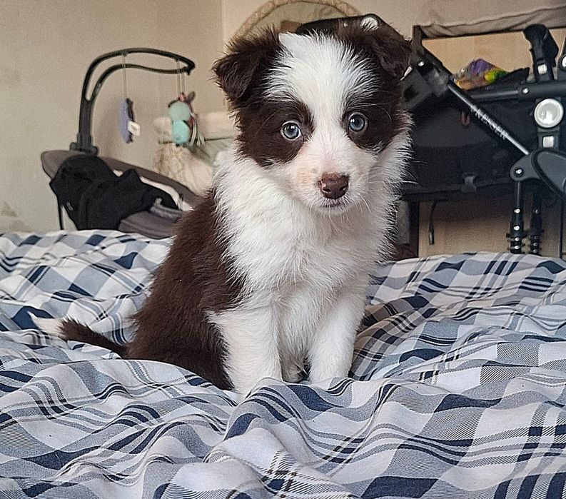 Suczka Border Collie