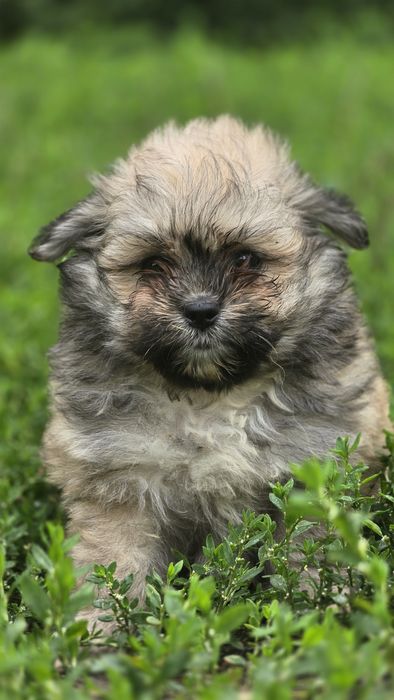 Maltipoo cudowna suczka