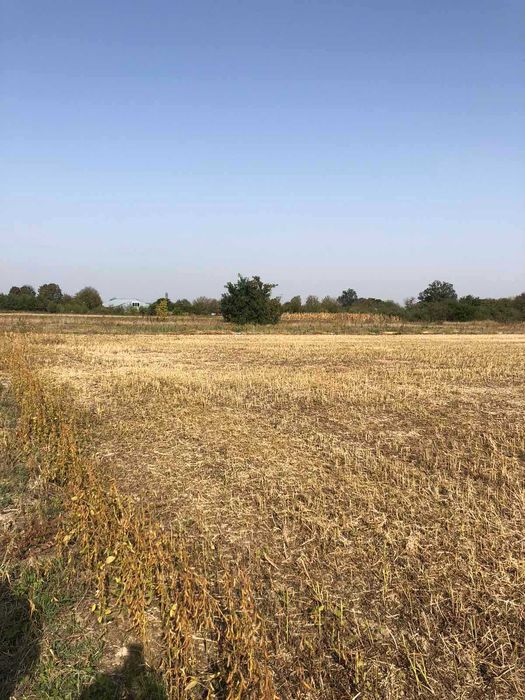 (3) Продам земельну ділянку в Писарівці 1736