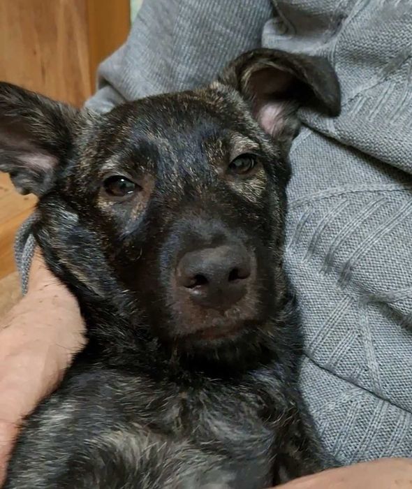 Гарне підрощене цуценя Собака