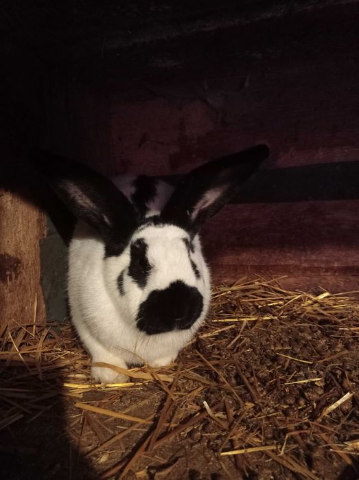 Srokacze niemieckie samice i samce