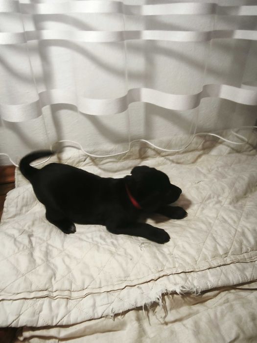 ТЕРМІНОВО ! Лабролайочка ! Гарна  цінова пропозиція !