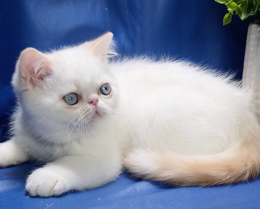 Екзотичні хлопчики Даніель та Дені