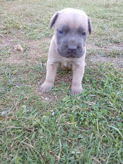 Cane Corso -jasno błękitny chłopak