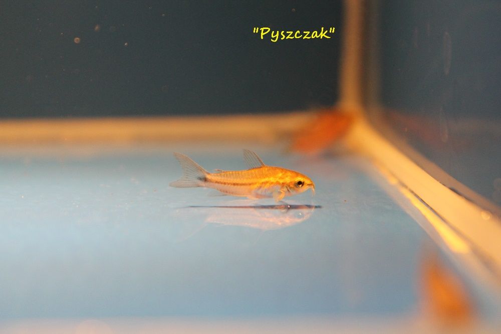 Kirys pigmej Corydoras pygmaeus