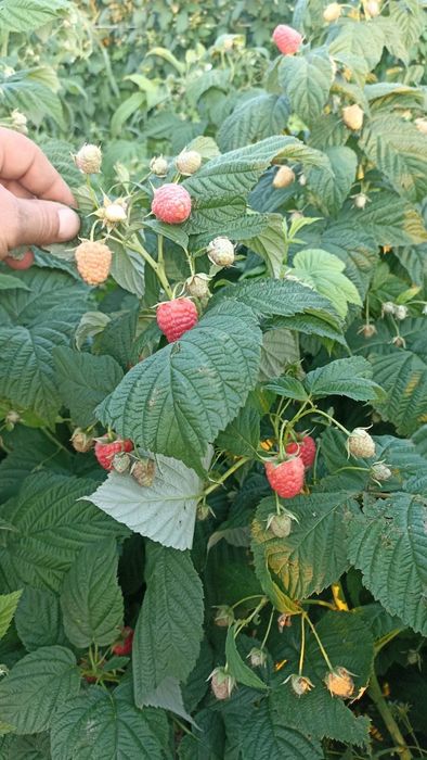 Продам саджанці малини