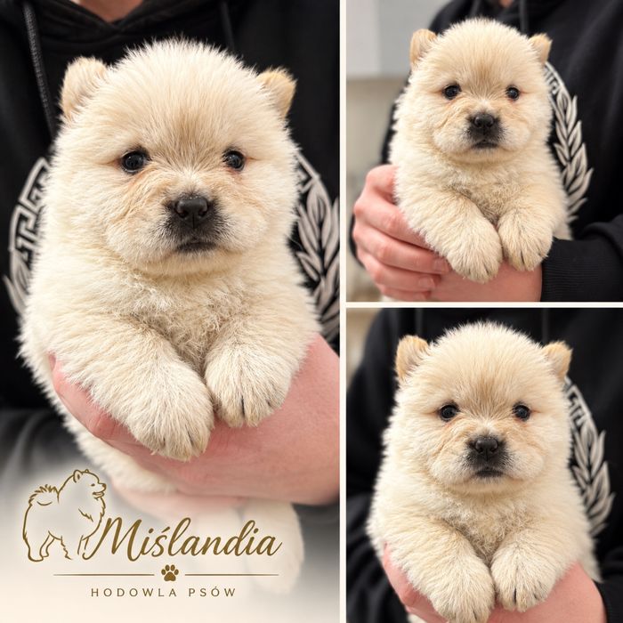 Chow Chow Suczka