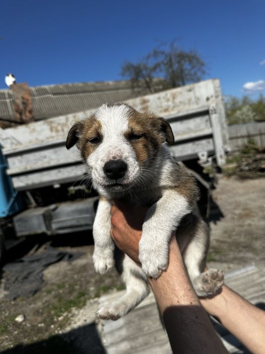 Віддам цуценят в добрі руки