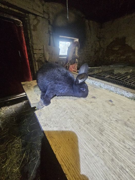 Кролики полтавське срібло. Кролі. Кроли