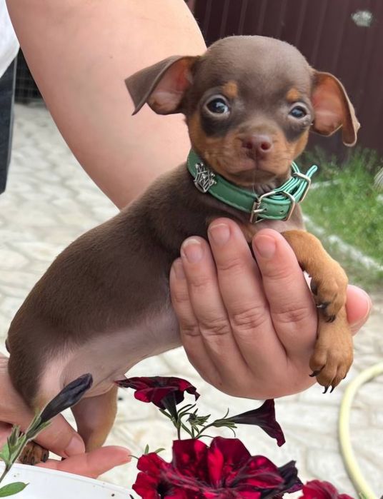 Маленький антистресс