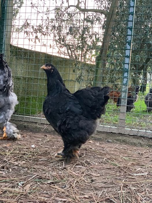 Trio brahma splash/black