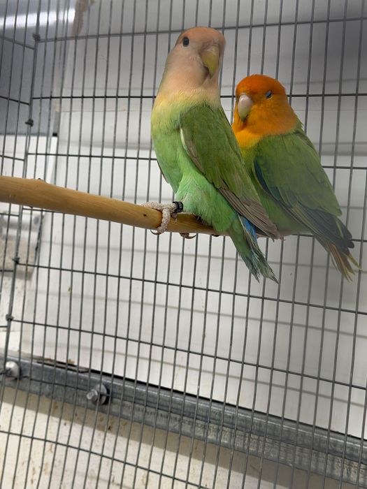 Agaponis rosicollis longfettars várias aves aves de linha de exposição
