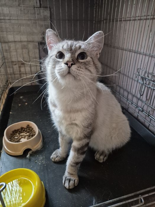 Врятований Котик, який чекає на люблячу родину. Кастрований, молодий.