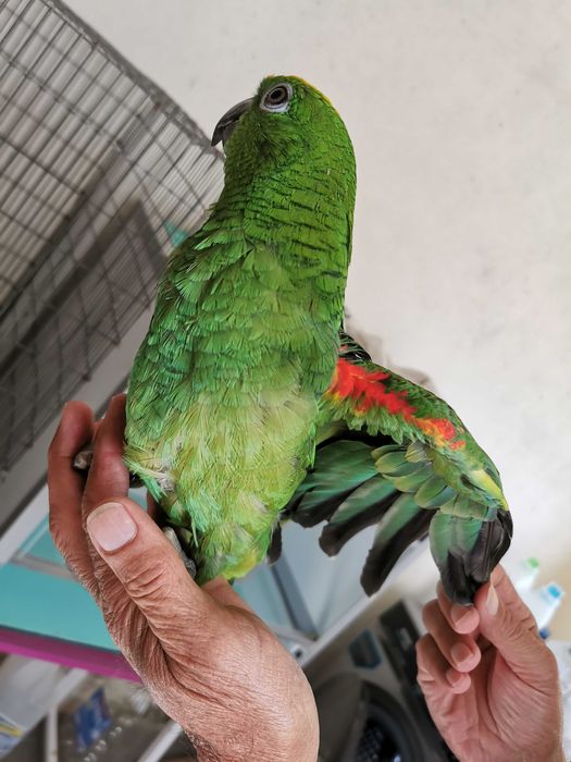Papagaio amazona ochrocephala