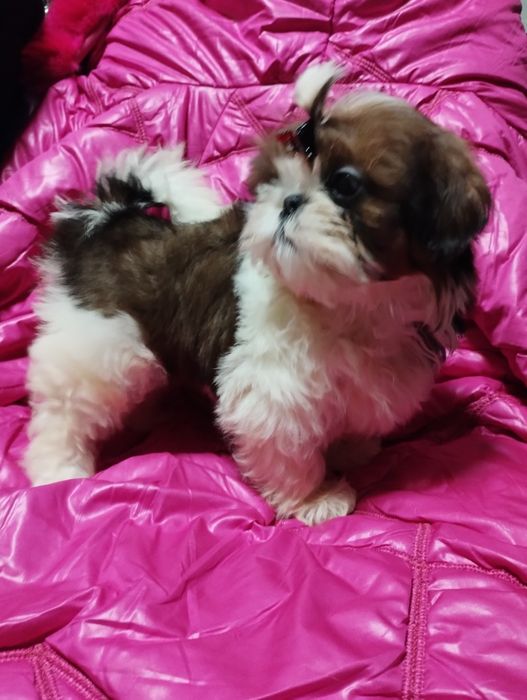 Shih Tzu sunia po championach mazowieckie