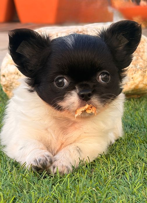 Chihuahua  macho