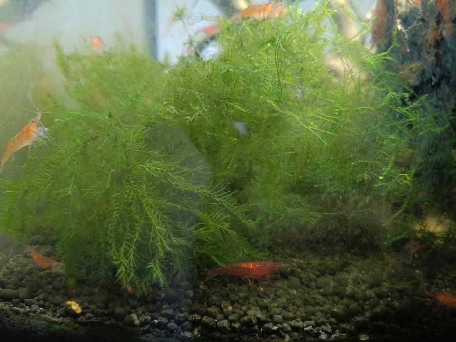 Sprzedam krewetki Sakura Red