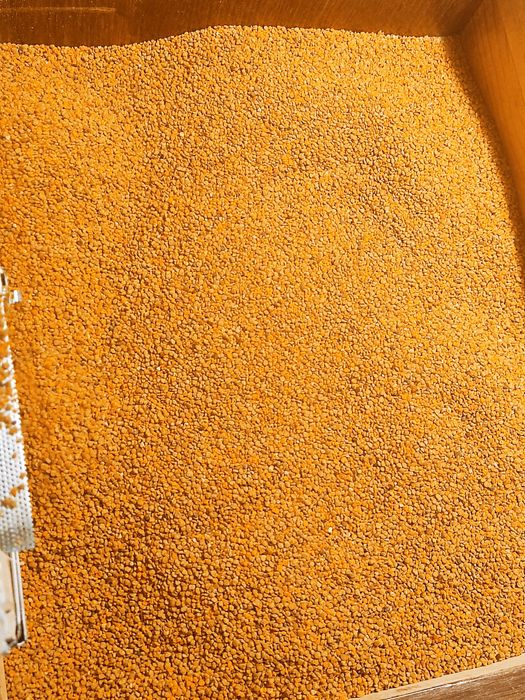 Бджолиний пилок очищений