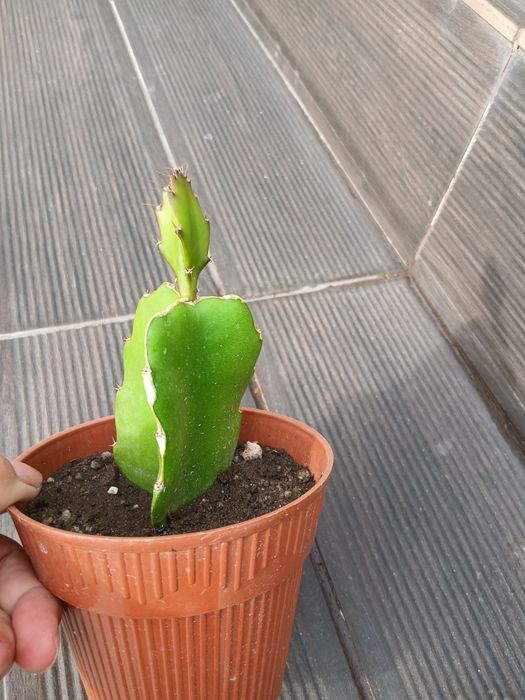 Planta de  fruto _ pitaia
