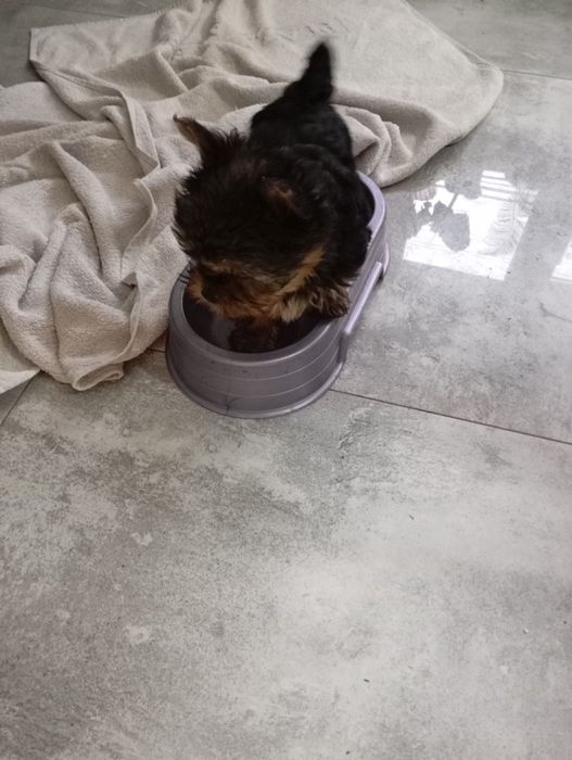 York piesek sprzedam