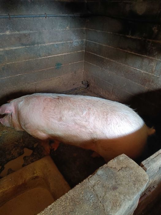 Porca para venda