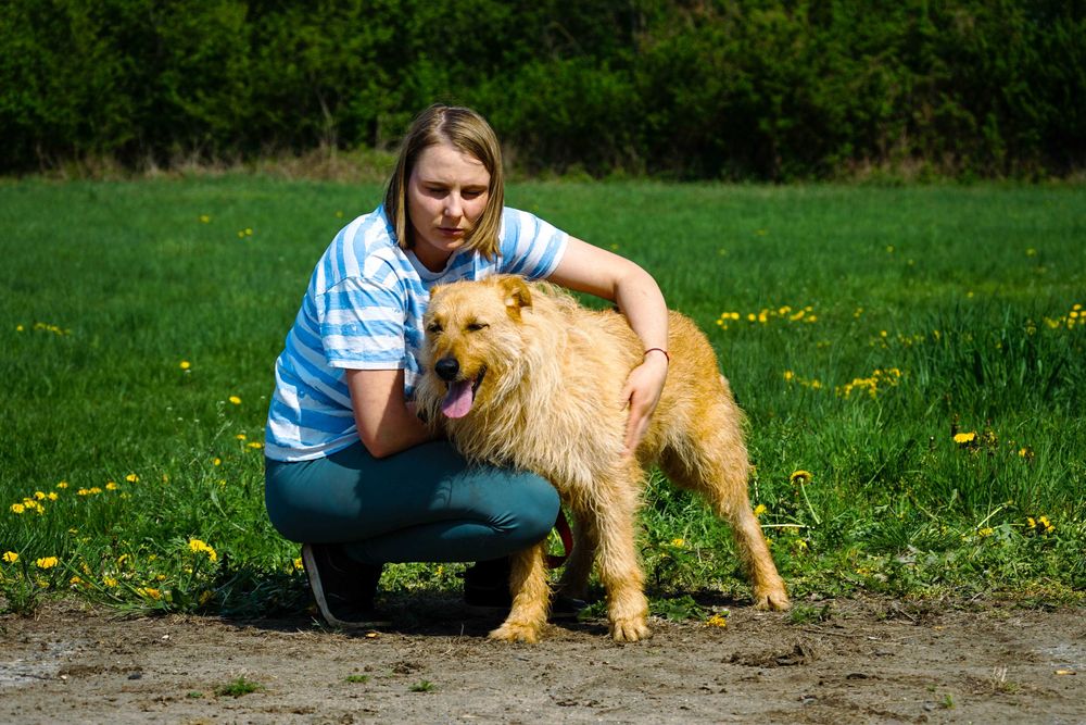 FOTO - śliczny szorstkowłosy pies