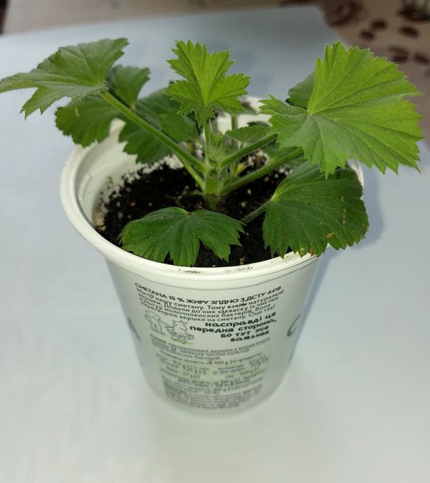 Королівська пеларгонія