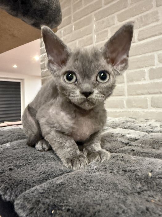 Cudny chłopaczek Devon Rex rodowód FPL