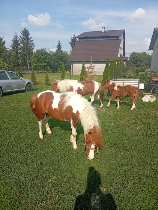 Sprzedam lub zamienię kucyki