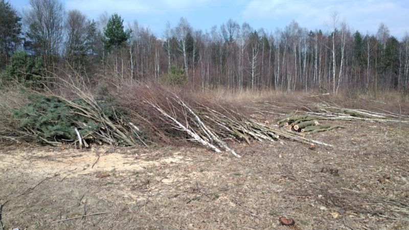 Wycinka drzew i samosiej