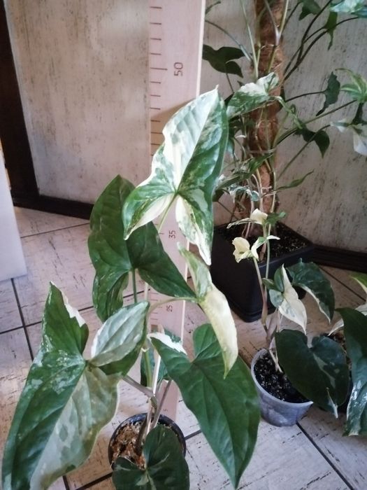 Продам сингониум Imperial White