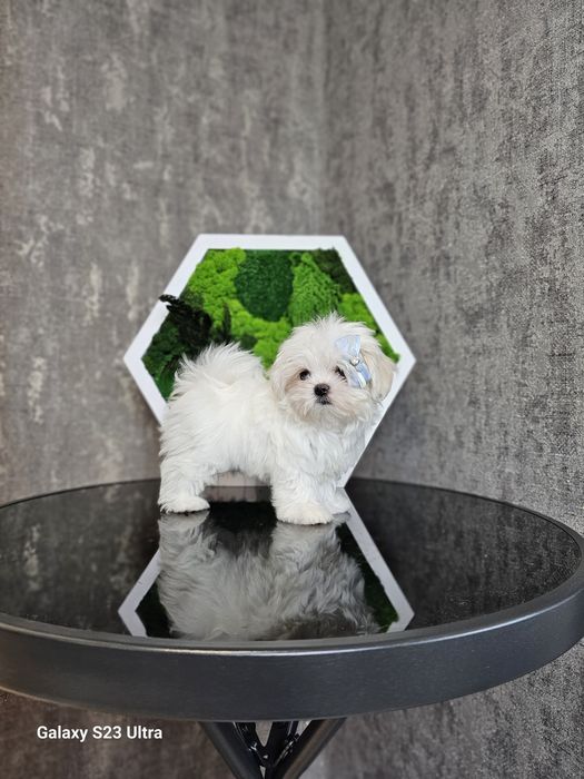 Кому мальтипу хлопчики та дівчата?