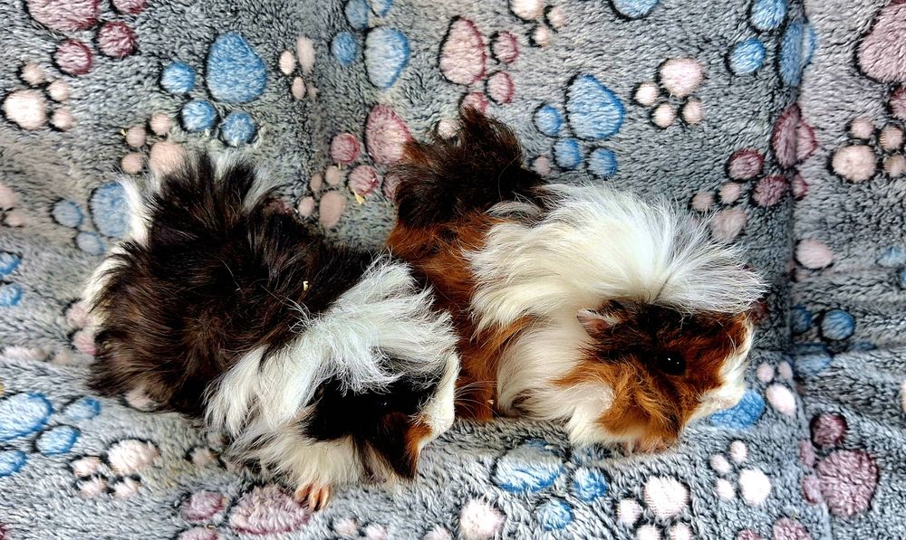 Cavia domowa świnki morskie samiczki peruwianki.