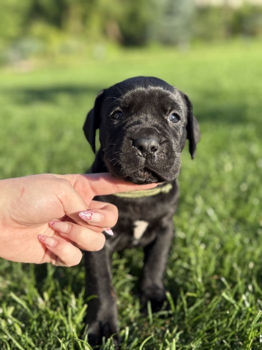Cane Corso szczeniak