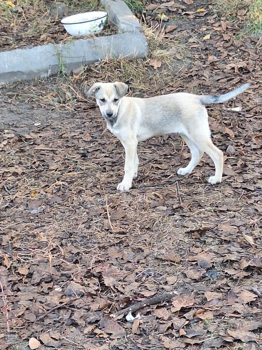 Шукають люблячі сім'ї,  маленькі цуценята.