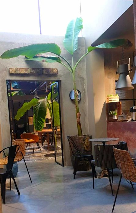 Planta Tropical - Bananeira