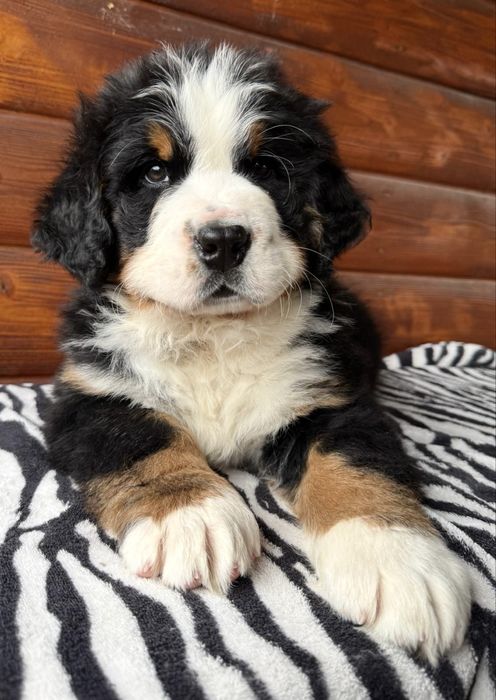 Berneński Pies Pasterski !