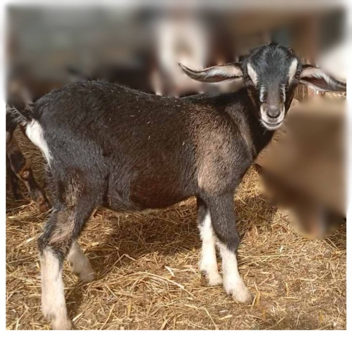 Камеруно-нубійскій козлик