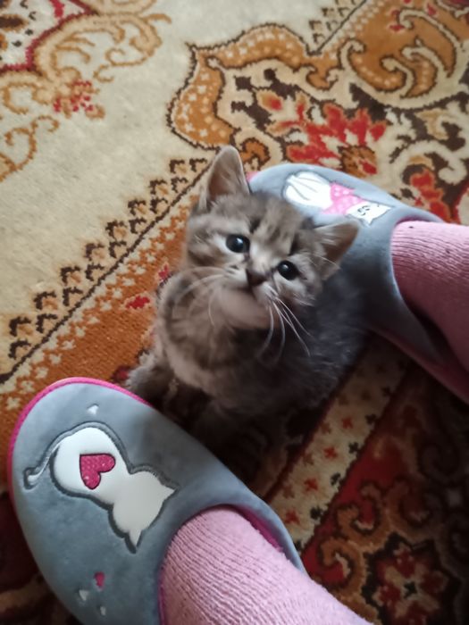 Отдам котенка в добрые руки