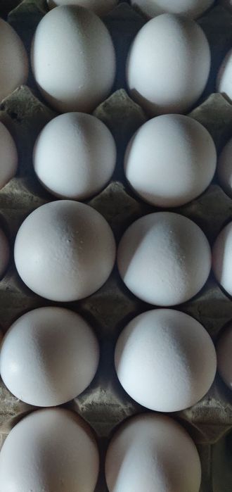 Jaja kacze Pekin lęgowe jajka od kaczek spożywcze i kurze Leghorn