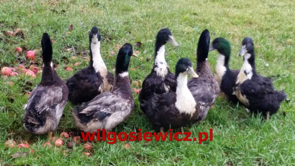 Kaczki młode dowóz gratis
