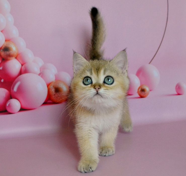Золотые шиншиллы, котята, котики, кошечки