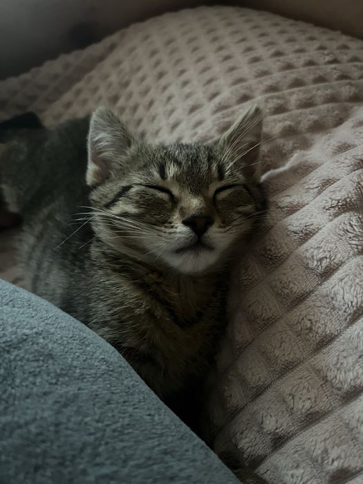 Кошеня шукає сімʼю
